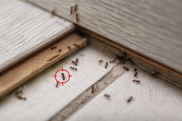 Best Wasp Removal Services  in Moose Lake, MN