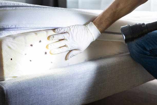 Best Wasp Removal Services  in Moose Lake, MN