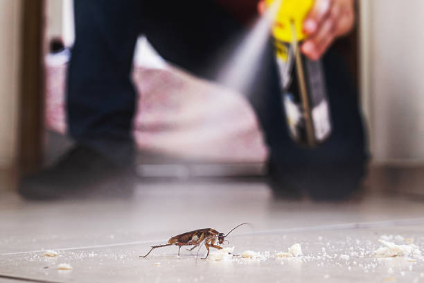 Best Termite Control Services  in Moose Lake, MN