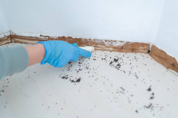 Wasp Removal Services in Moose Lake, MN